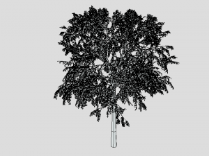 cartoon tree 3d 3D Model