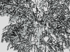 cartoon tree 3d 3D Model