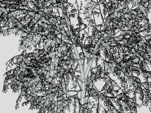 cartoon tree 3d 3D Model
