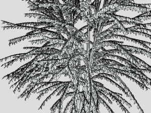 cartoon tree 3d 3D Model