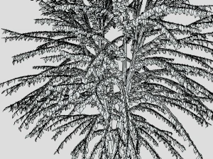 cartoon tree 3d 3D Model