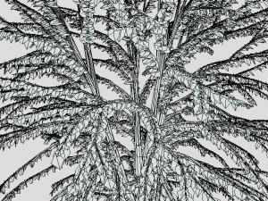 cartoon tree 3d 3D Model