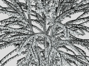 cartoon tree 3d 3D Model