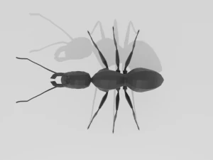 low poly cartoon ant 3D Model