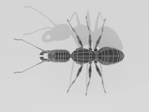 low poly cartoon ant 3D Model
