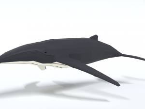 low poly cartoon humpback whale 3D Model