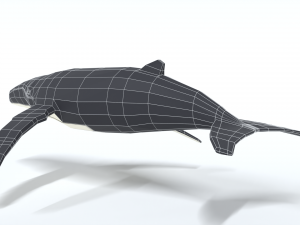 low poly cartoon humpback whale 3D-Modell