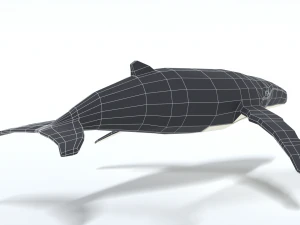 low poly cartoon humpback whale 3D Model