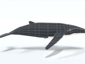 low poly cartoon humpback whale 3D-Modell