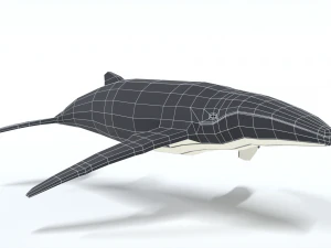 low poly cartoon humpback whale 3D Model