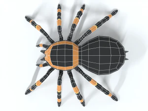 low poly cartoon tarantula 3D Model