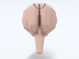 Low Poly Cartoon Monkey Brain Modello 3D
