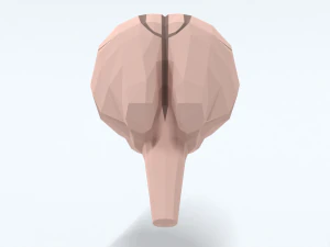 Low Poly Cartoon Monkey Brain 3D Model