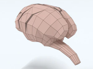 Low Poly Cartoon Monkey Brain 3D Model