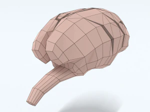 Low Poly Cartoon Monkey Brain 3D Model