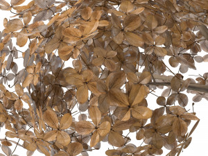 branch of dried hydrangea 3D Model