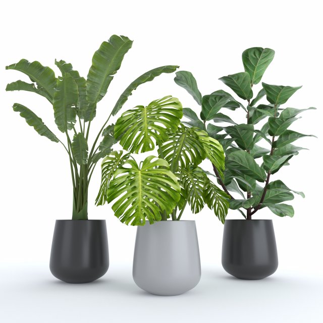 set of plants Modèle 3D .c4d .max .obj .3ds .fbx .stl .blend 