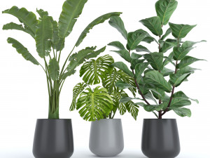 set of plants Modèle 3D