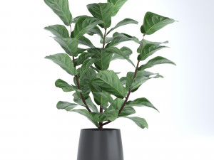 set of plants Modèle 3D