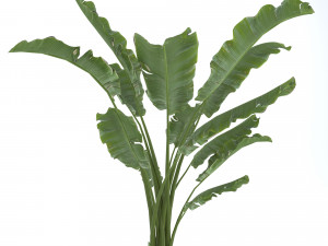 set of plants Modèle 3D