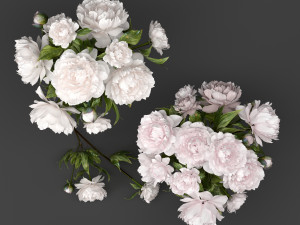 bouquet of white and pink peony Model 3D