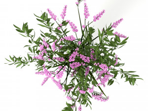 bouquet of limonium Modello 3D