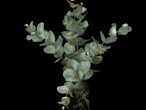 bouquet of eucalyptus branches 3Dモデル