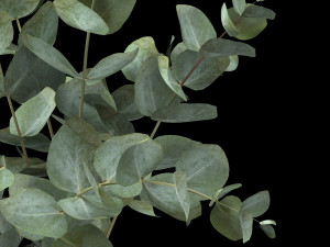 bouquet of eucalyptus branches 3Dモデル