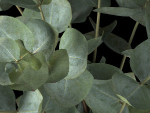 bouquet of eucalyptus branches 3Dモデル