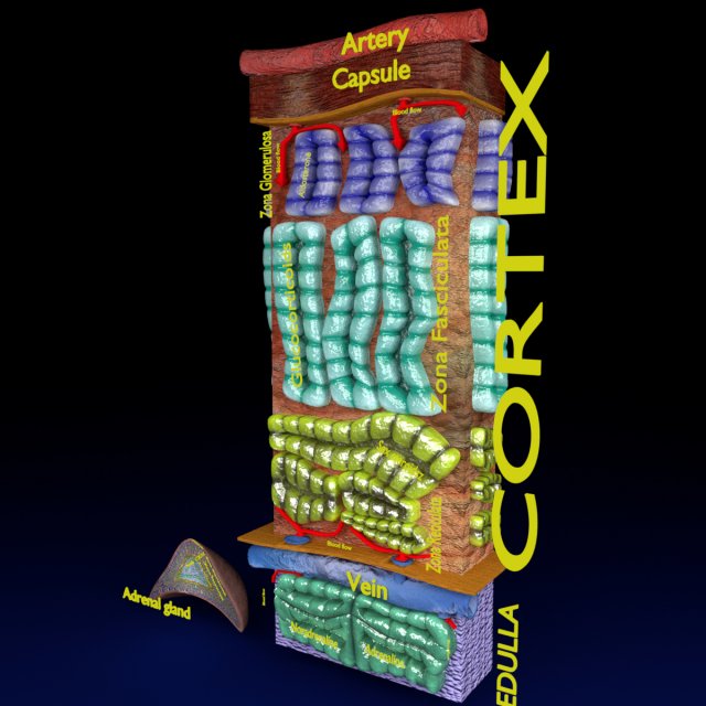 3d adrenal anatomy histology Modelo 3D .c4d .max .obj .3ds .fbx .stl .blend 