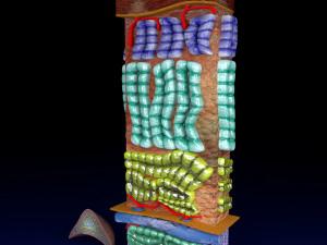 3d adrenal anatomy histology Modelo 3D
