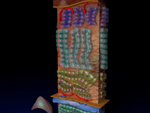 3d adrenal anatomy histology Modelo 3D