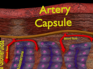 3d adrenal anatomy histology Modelo 3D