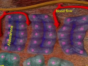 3d adrenal anatomy histology Modelo 3D