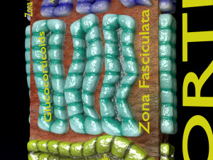 3d adrenal anatomy histology Modelo 3D