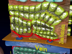 3d adrenal anatomy histology Modelo 3D