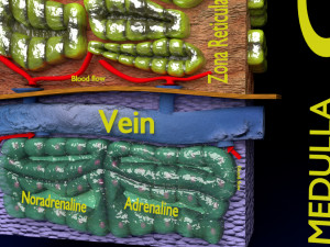 3d adrenal anatomy histology Modelo 3D