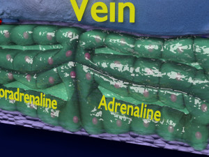 3d adrenal anatomy histology Modelo 3D