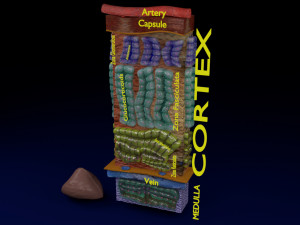 3d adrenal anatomy histology Modelo 3D