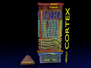 3d adrenal anatomy histology Modelo 3D