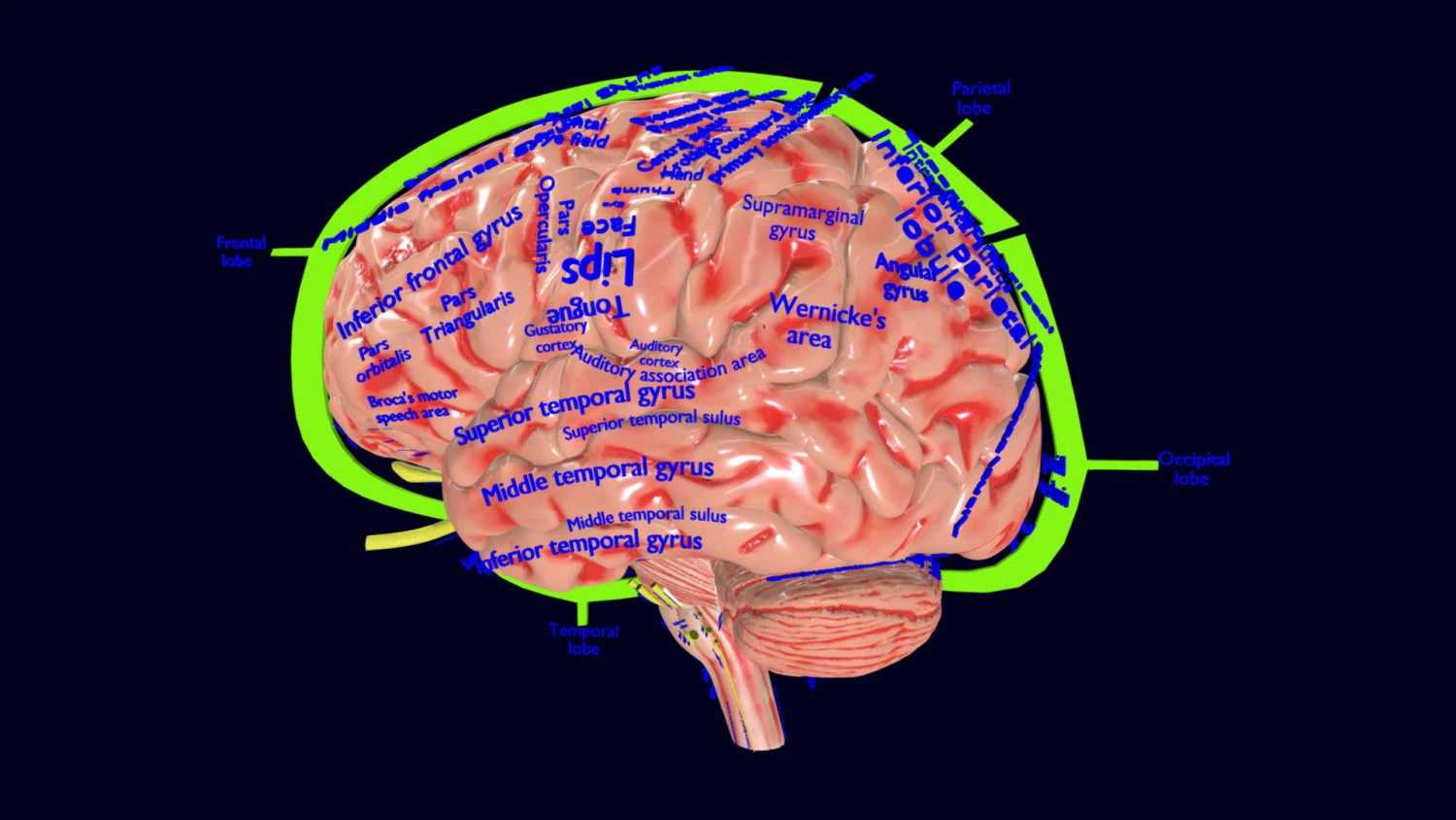 Central nervous system cortex limbic basal ganglia stem cerebel 3D Model .c4d .max .obj .3ds .fbx .stl .blend 