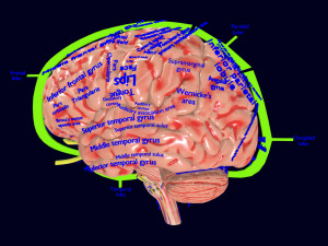 Central nervous system cortex limbic basal ganglia stem cerebel Model 3D