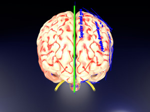 Central nervous system cortex limbic basal ganglia stem cerebel 3D 模型