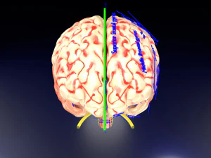 Central nervous system cortex limbic basal ganglia stem cerebel 3D Model