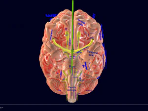 Central nervous system cortex limbic basal ganglia stem cerebel 3D Model