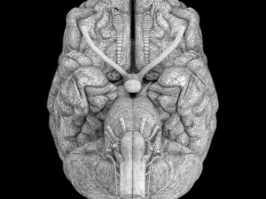 Central nervous system cortex limbic basal ganglia stem cerebel 3D Model