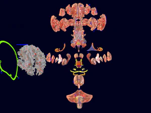 Central nervous system cortex limbic basal ganglia stem cerebel 3D Model