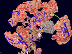 Central nervous system cortex limbic basal ganglia stem cerebel 3D 模型