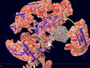 Central nervous system cortex limbic basal ganglia stem cerebel 3D Model