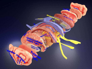 Central nervous system cortex limbic basal ganglia stem cerebel 3D 模型